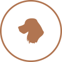 Cocker Spaniel