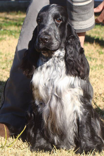 cocker macho