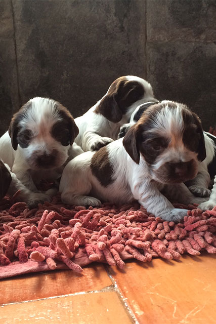 Ninhada Cocker Spaniel ngles