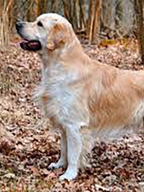 golden retriever