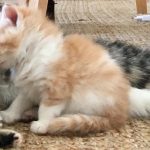 Macho gato persa