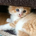 Macho gato persa