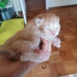 Macho gato persa