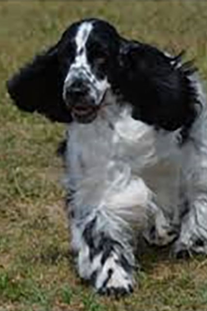 Cocker Spaniel Femea