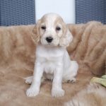 Cocker Spaniel Ingles