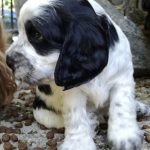 cocker spaniel Ingles