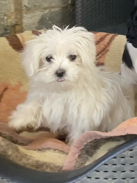bichon maltes kira