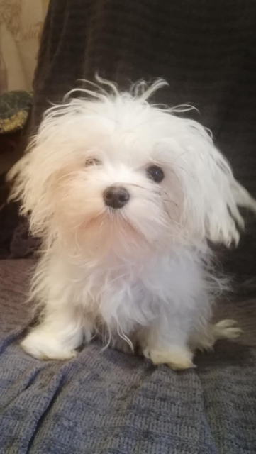 bichon maltes coco