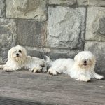 Bichon Maltes