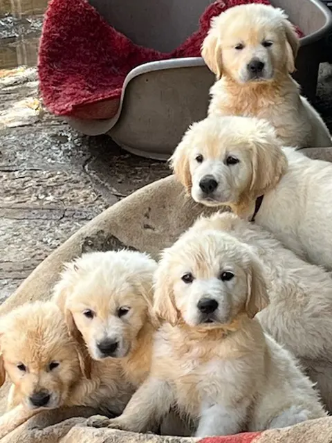 goldens agosto 2025